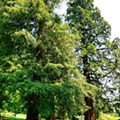 41 Arboreto de Batsford.jpg